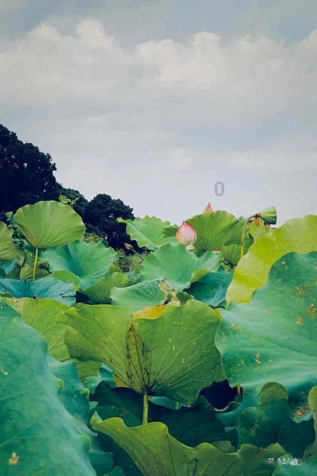探寻知识星球平台大脑98%都是血液,这个男孩却坚强活了下来,真是奇迹中的奇迹!精华